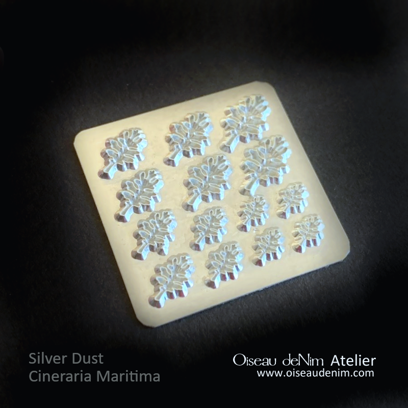Miniature Silver Dust Cineraria Maritima Leaf Cutter Oiseau deNim